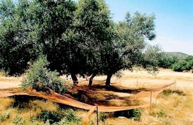 Les vertus des olive et de huile d'olive