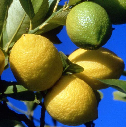 les vertus du citron