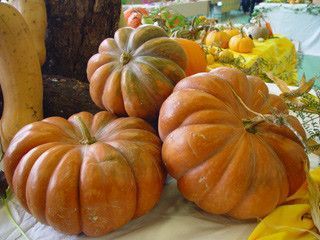 les vertus de la courge