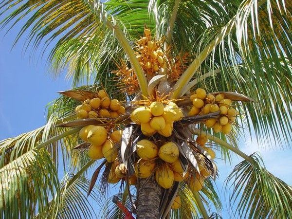 les vertus de la noix de coco