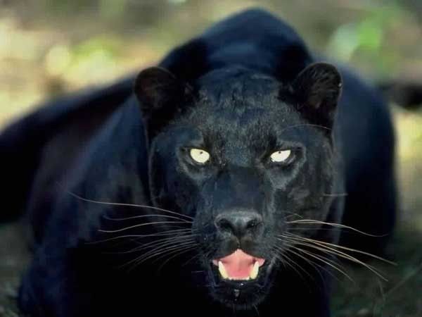la panther noir